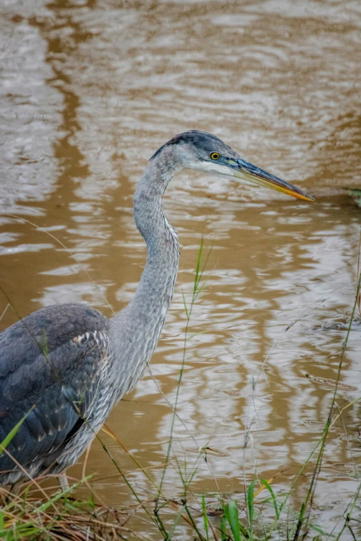 a heron is walking in shallow water