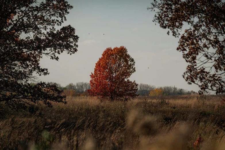 a red tree in the distance in a field