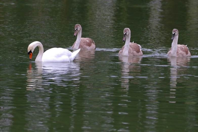 several swans on a body of water next to each other