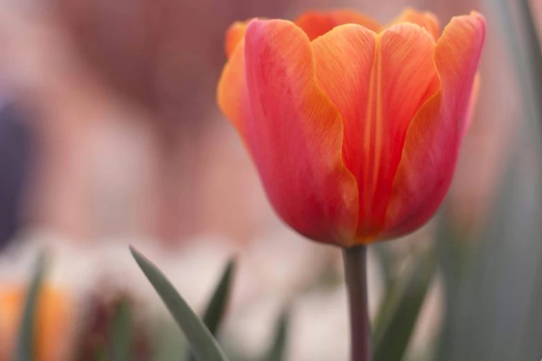 orange tulip in a field with other flowers