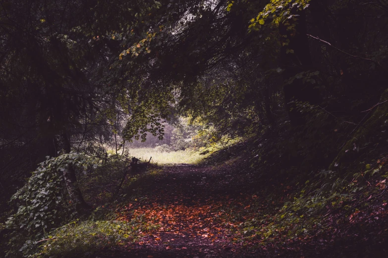 a leaf covered path winds through a dense forest