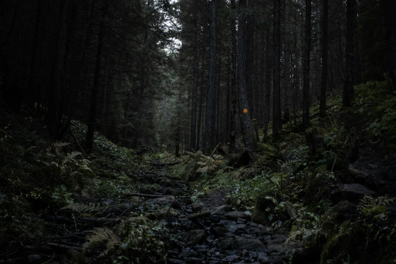 a forest is lit up with a single light at night