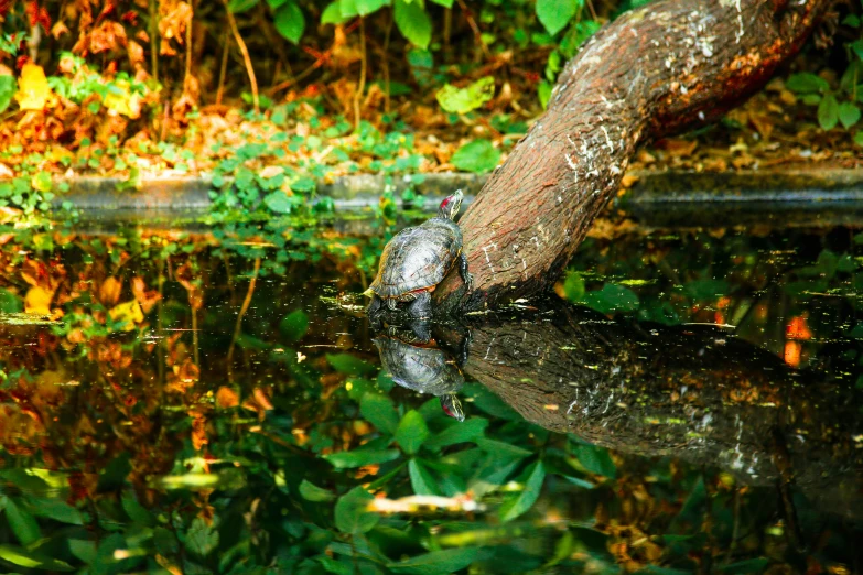 a pond with trees in it in the woods