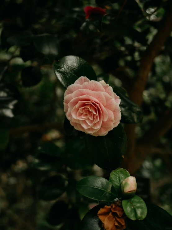 a single pink rose with green leaves in the foreground