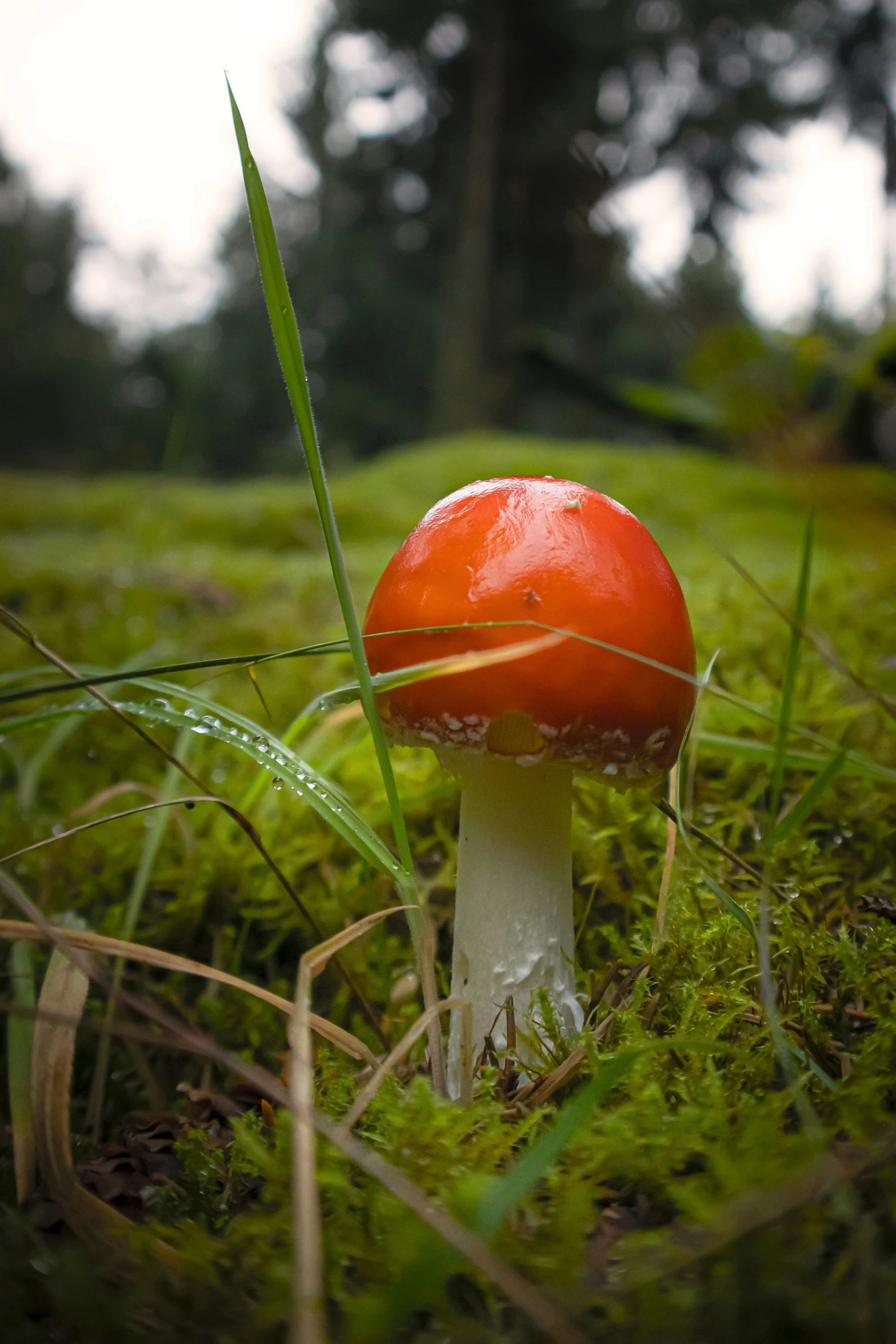 a small red mushroom on some grass