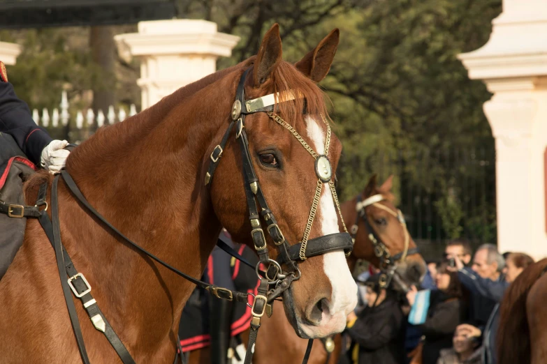 a crowd is standing around some horses on the street