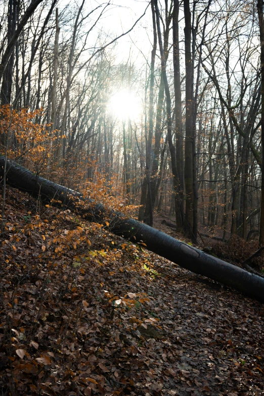 the road is covered in fallen leaves with a fallen tree on the side