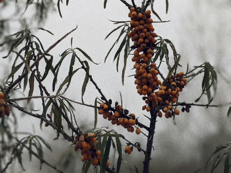 tree nch filled with fruit in winter