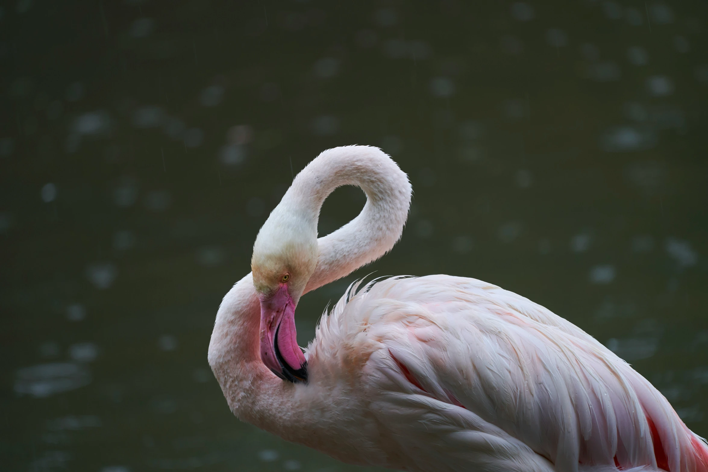 an flamingo standing in the water with it's beak open