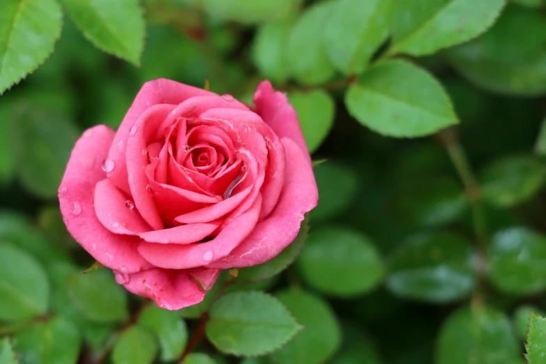 a rose that is blooming on some leaves