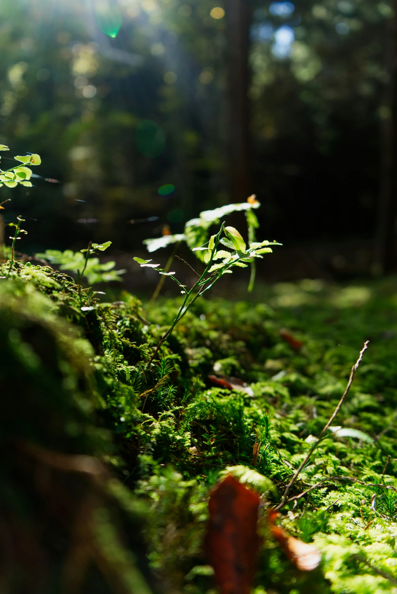 the woods floor has lots of plants on it