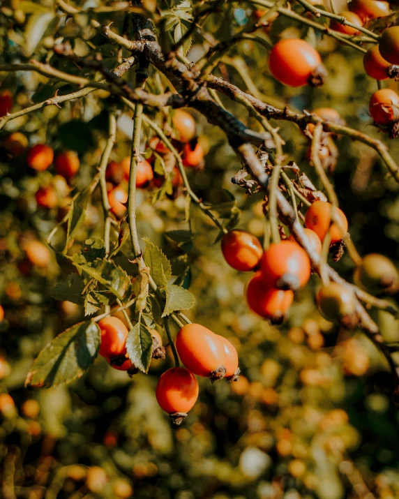 the red berries are still on the tree