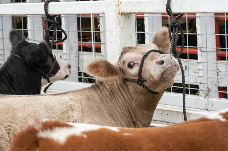 one cow with headphones standing in the stable