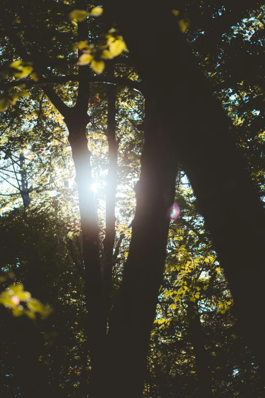 the sun shines through trees in a forest