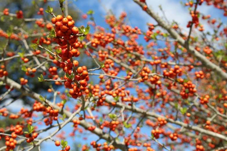 red berries are growing on a tree near other trees