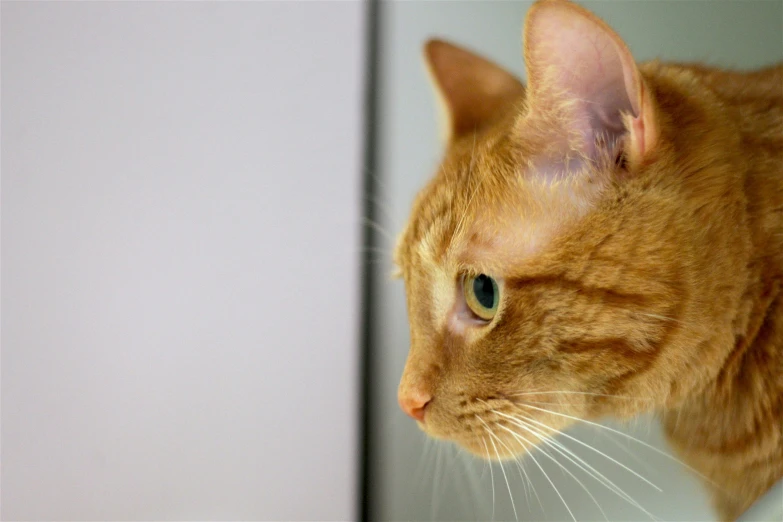 an orange cat with whiskers on it's head looking in a mirror