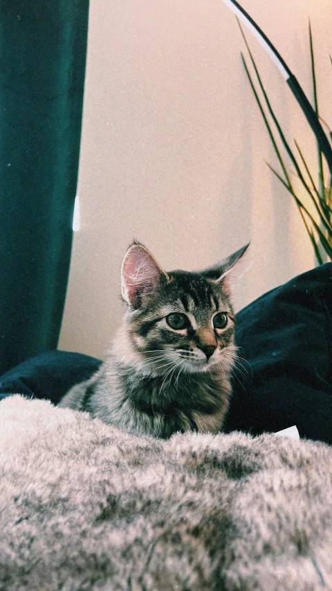 a cat laying on a fluffy fluffy surface