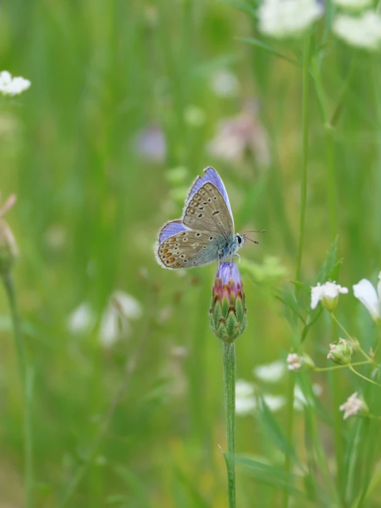 there is a erfly on a flower in the grass