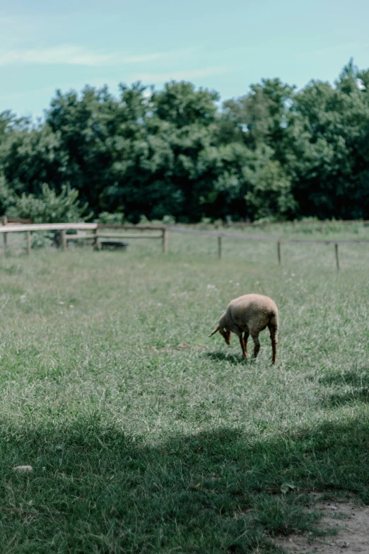 a sheep grazing on a grassy green field