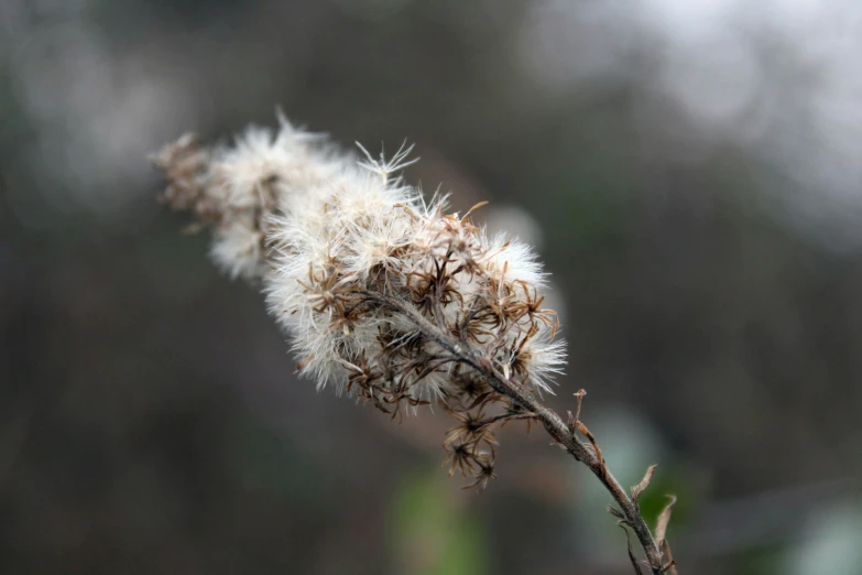 the close up picture shows a dandelion plant