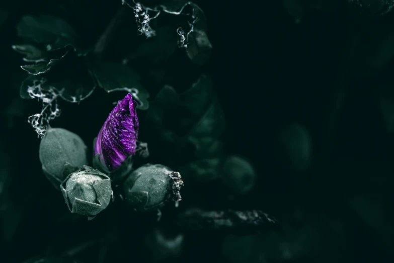 a single purple flower on a dark background