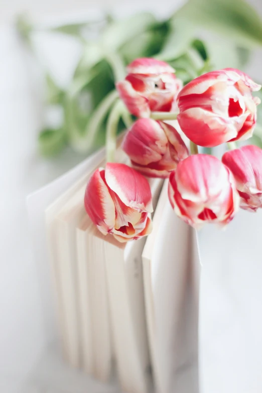 many pink tulips are placed in front of each other