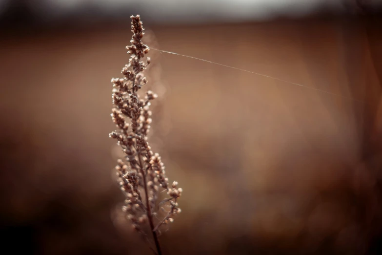 some brown and white plants in a field