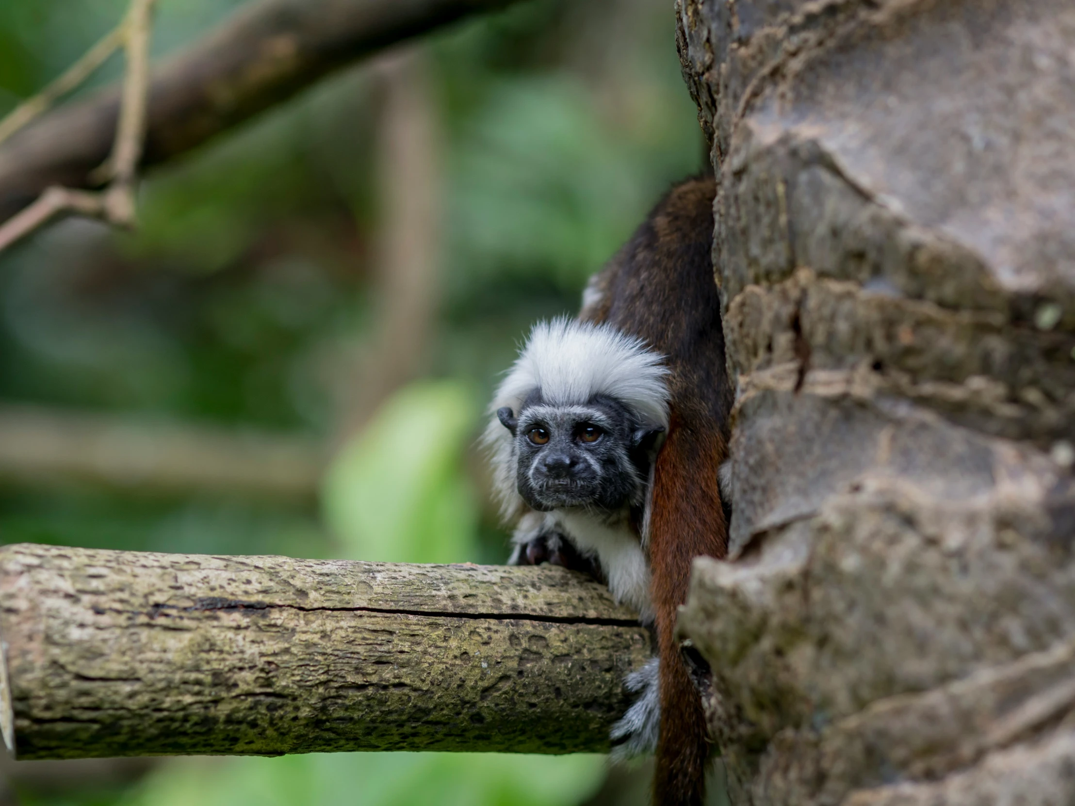 small brown and white monkey with long beard on tree nch