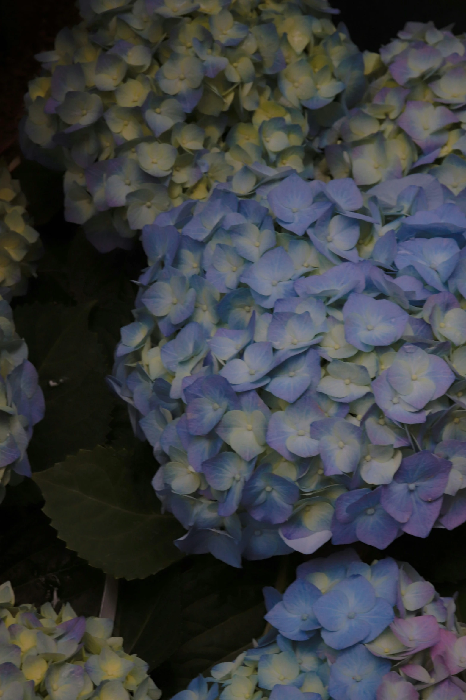 a group of hydrangeas on the ground, some blue and white