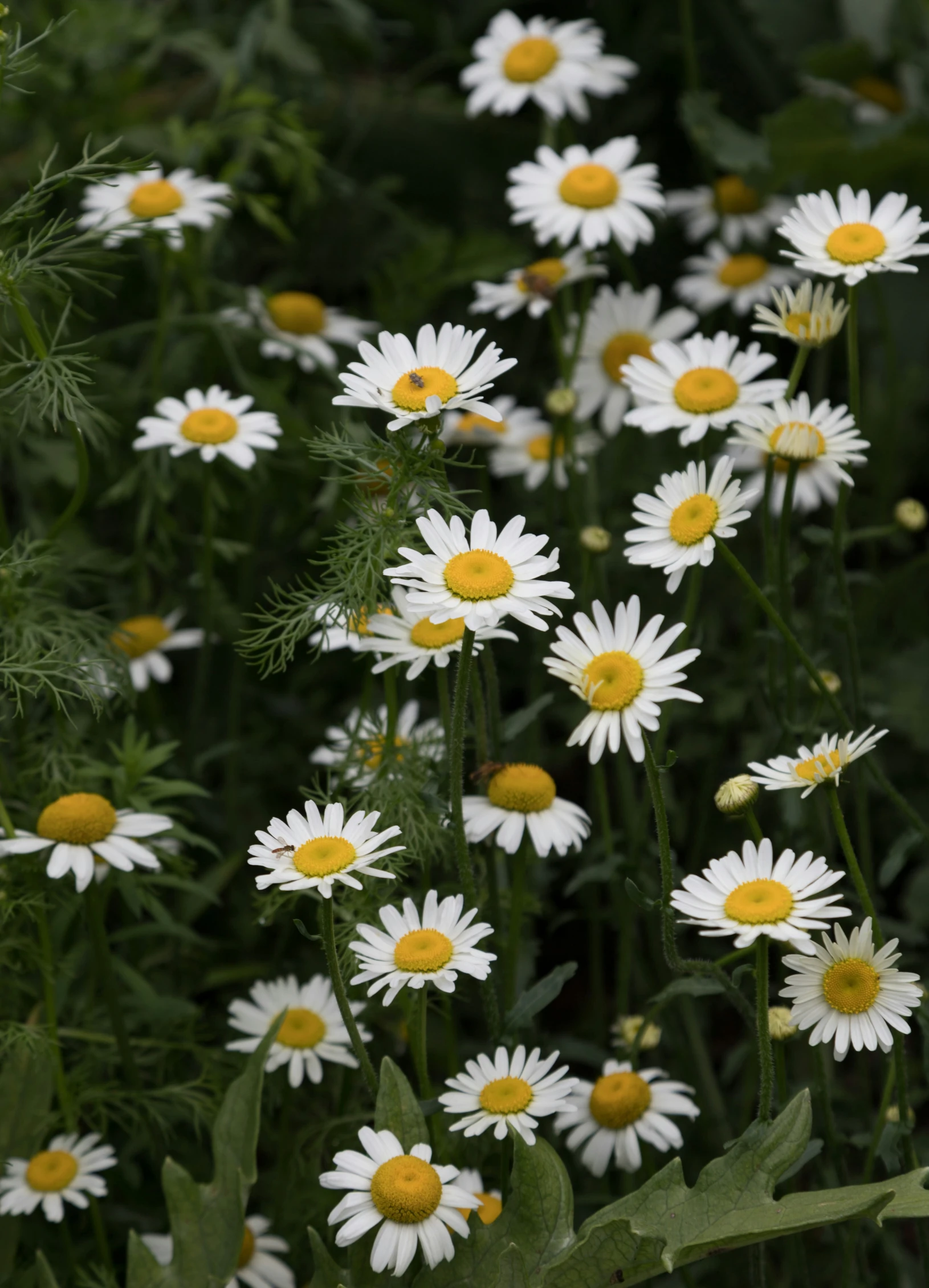 a bunch of white flowers that are in the grass