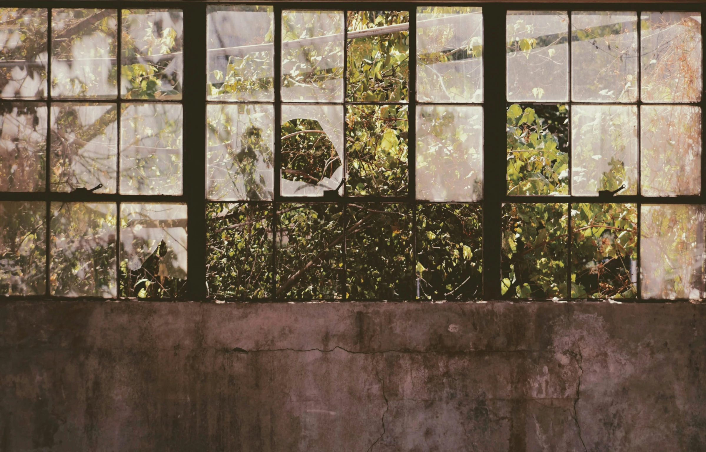 view through a glass pane of some trees