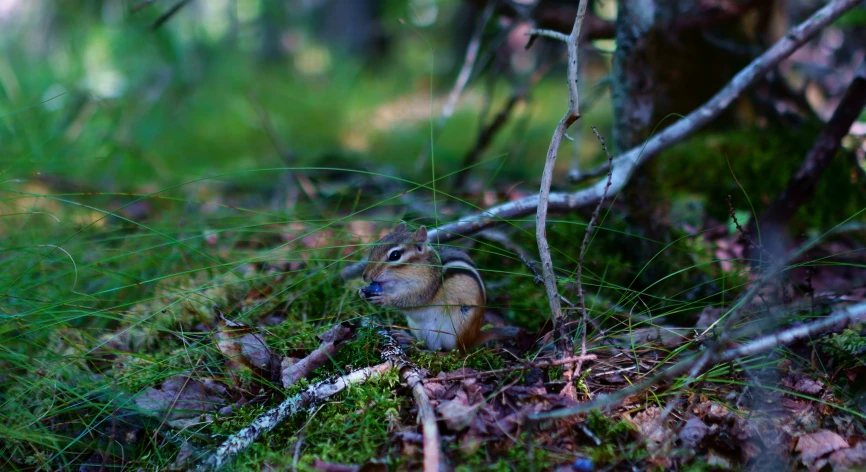 a squirrel eating moss on the ground in the woods