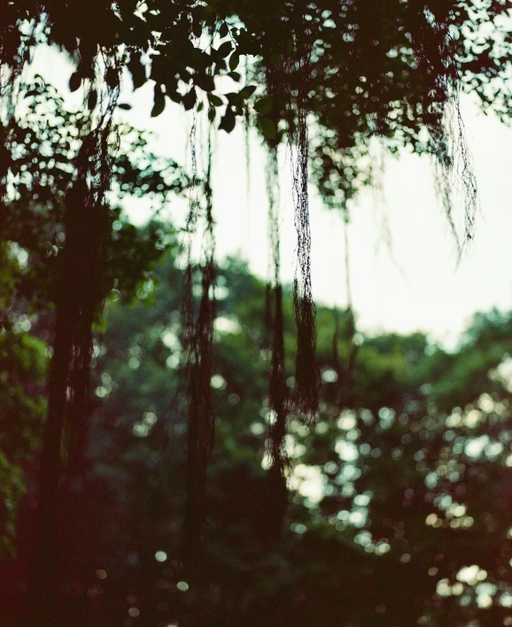 a forest scene with many trees and an object suspended upside down