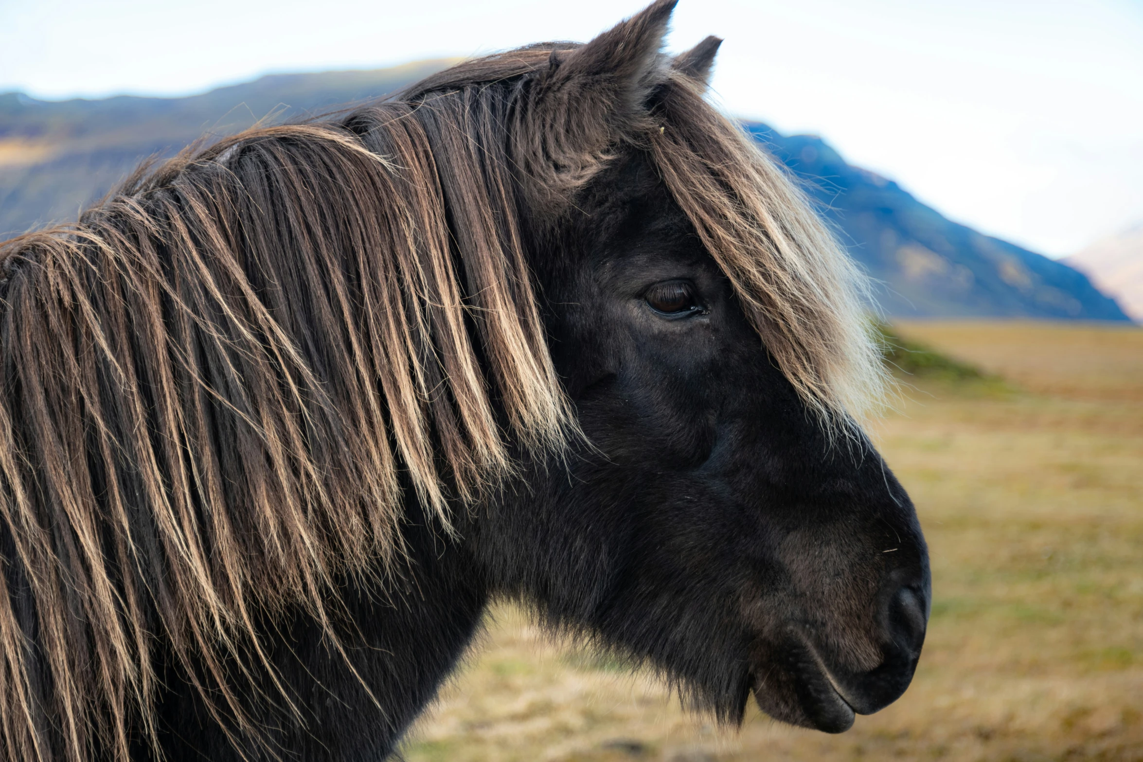 the head of a large horse with long hair