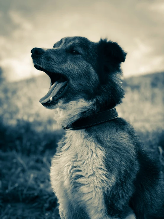 a dog with open mouth sitting on a field