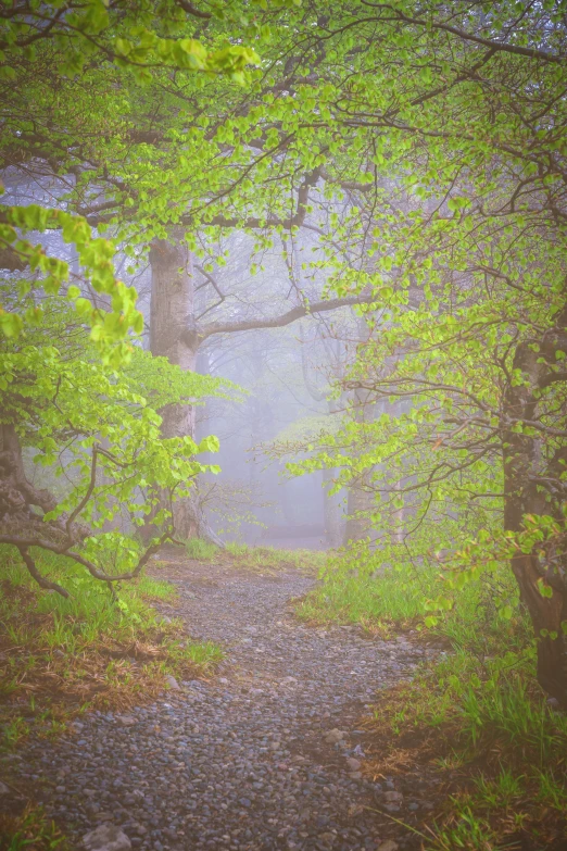 pathway in the woods on a foggy day