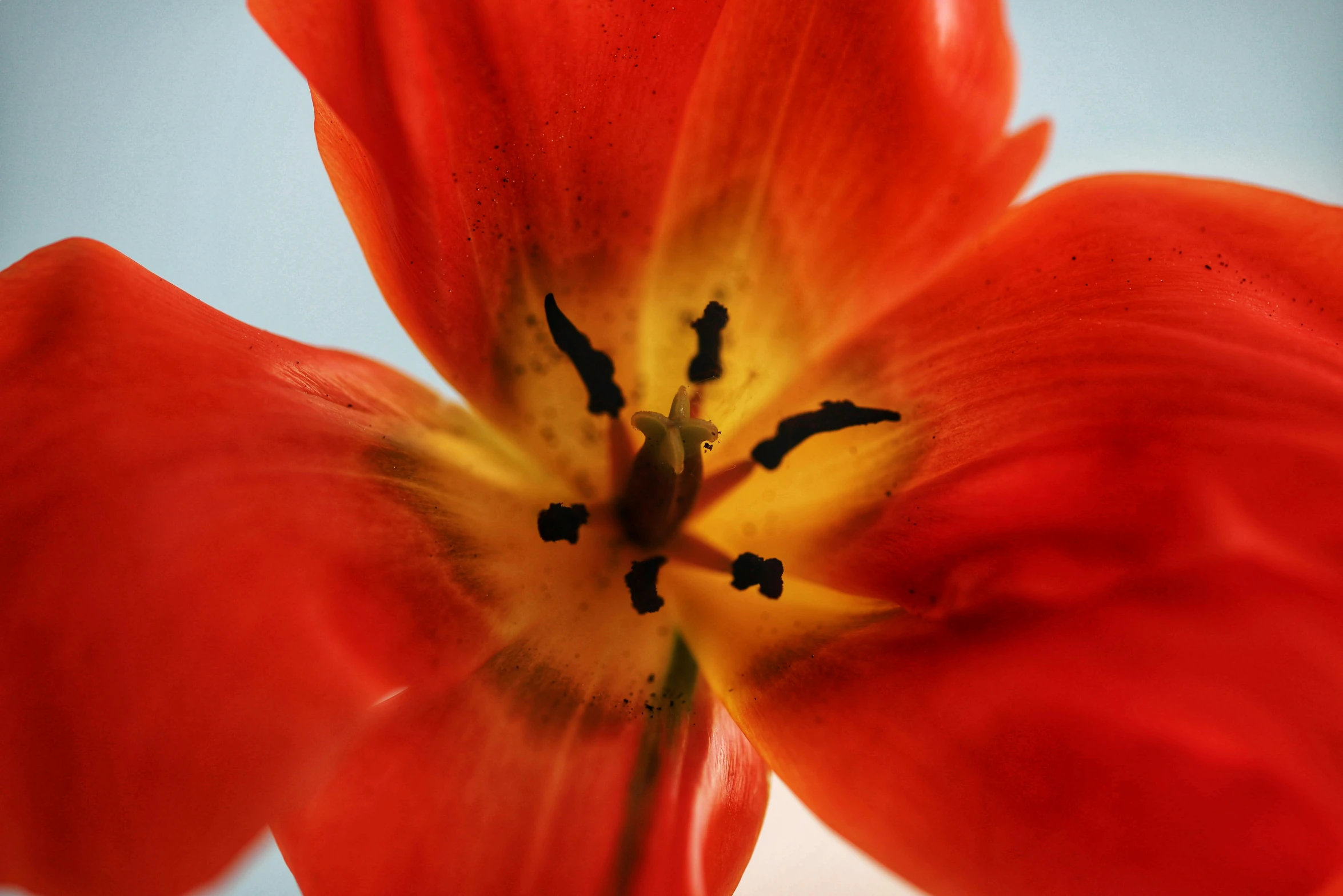 a red flower with yellow center is close up