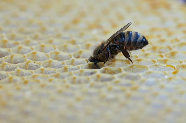 a honeybee on some yellow foam covered bed sheets