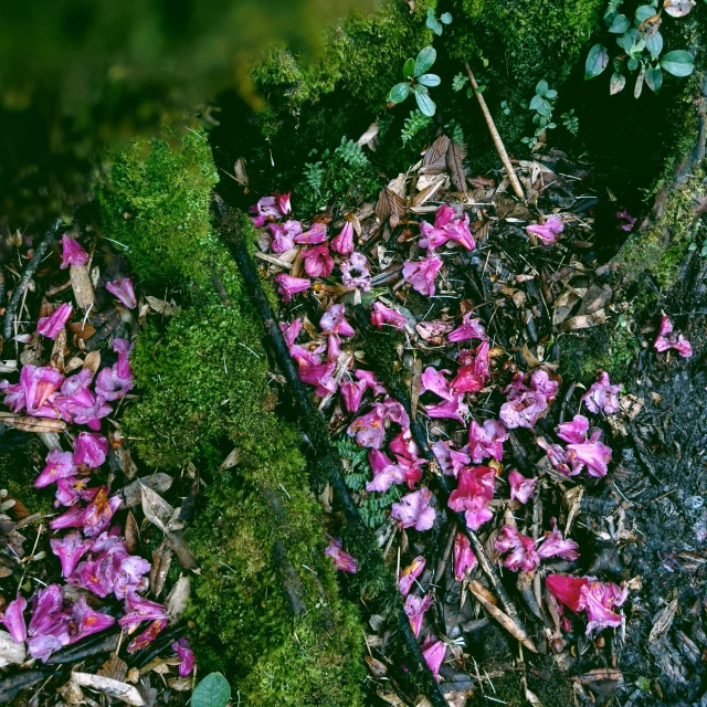 this is a close up of flowers and ground