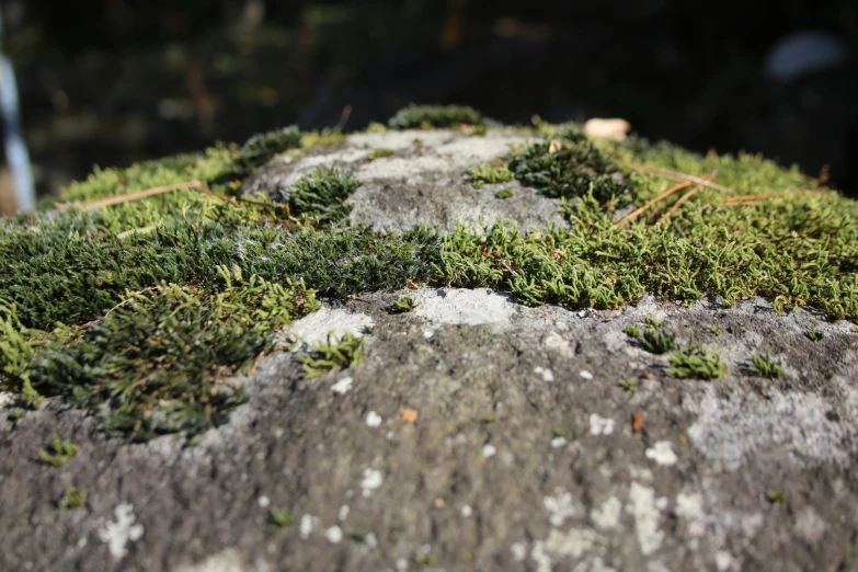 a close up of a rock covered with moss