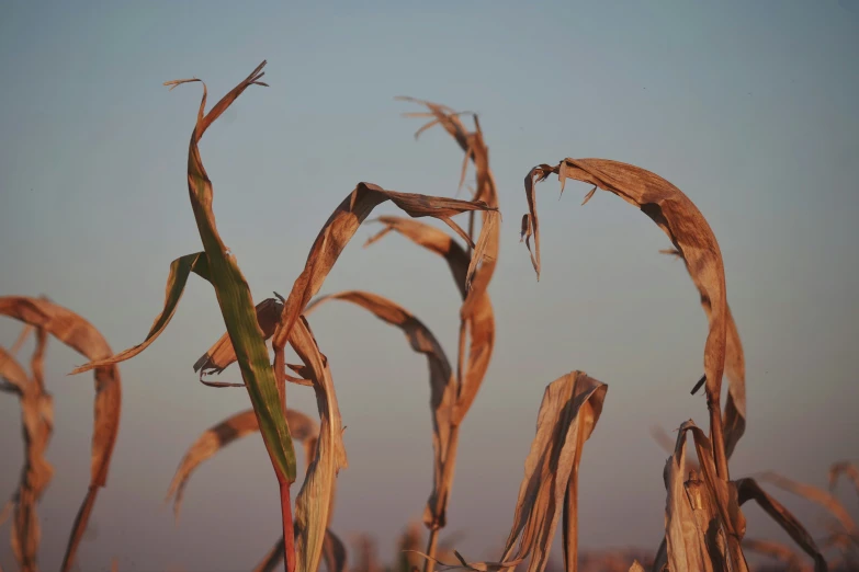 corn stalks are shown on the top and bottom of a stalk