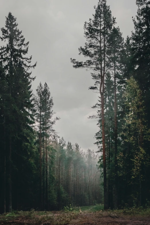 the forest is lined with tall trees