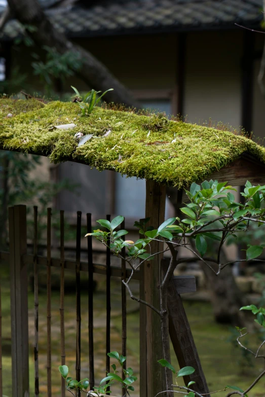 a small area with plants growing in the fence