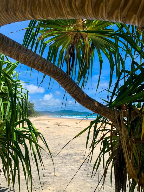 a beach through a leaf filled palm tree