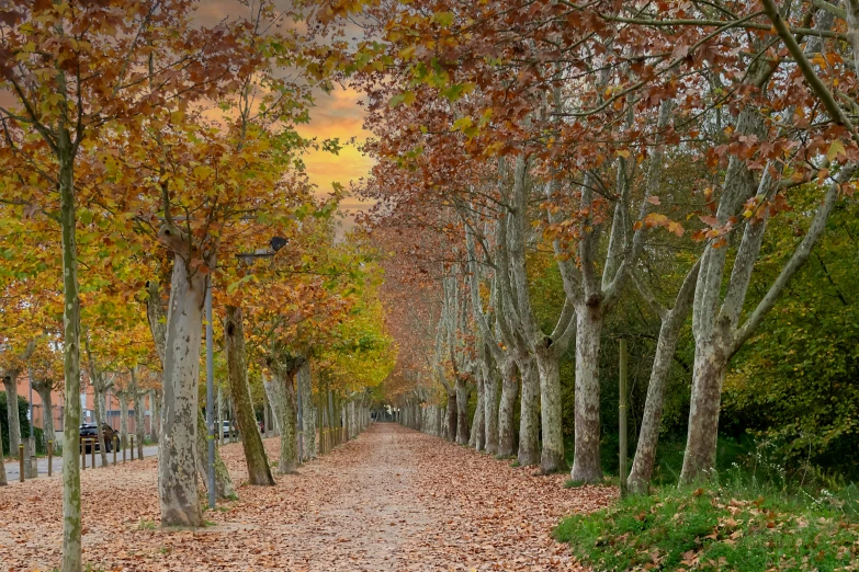 a dirt road with trees lining it and leaves all over the walkway