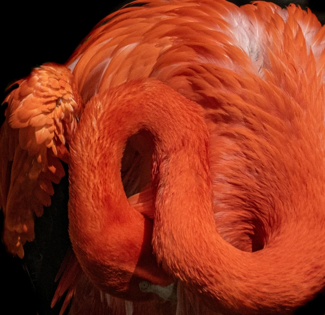 an orange feathered animal with long bill