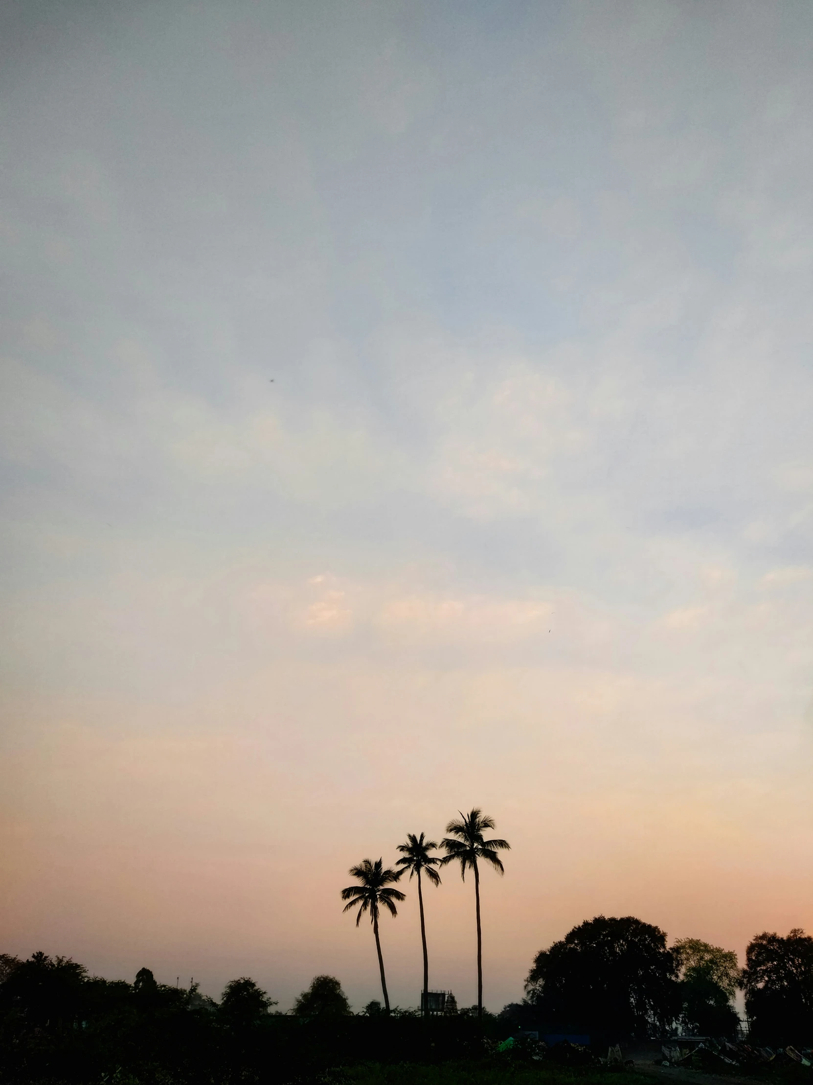 two tall palm trees against the evening sky