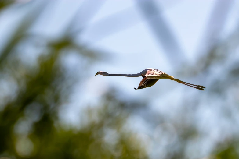 a bird flying through the air over a forest