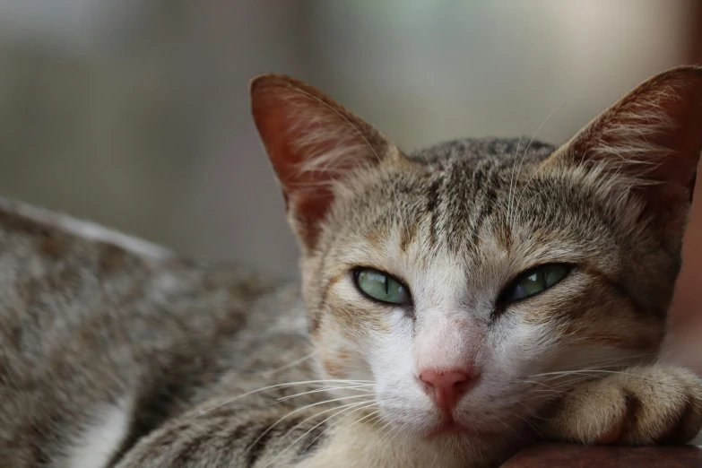 a grey and white cat looking at the camera with green eyes