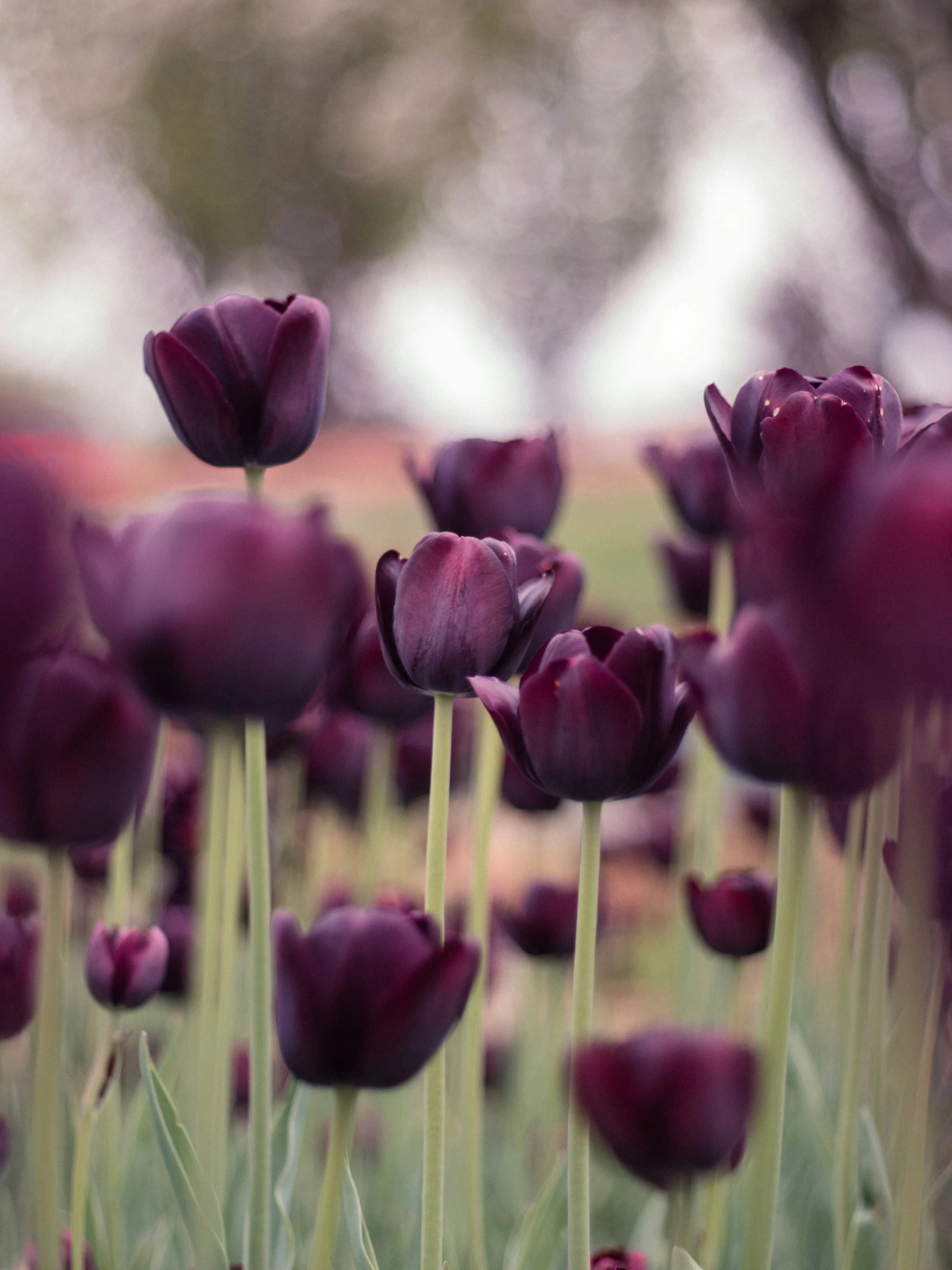 many flowers are in a field with green grass